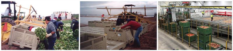 vegetable bulk pallet container